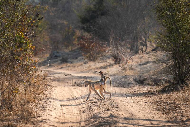 Бабуины. фото превью