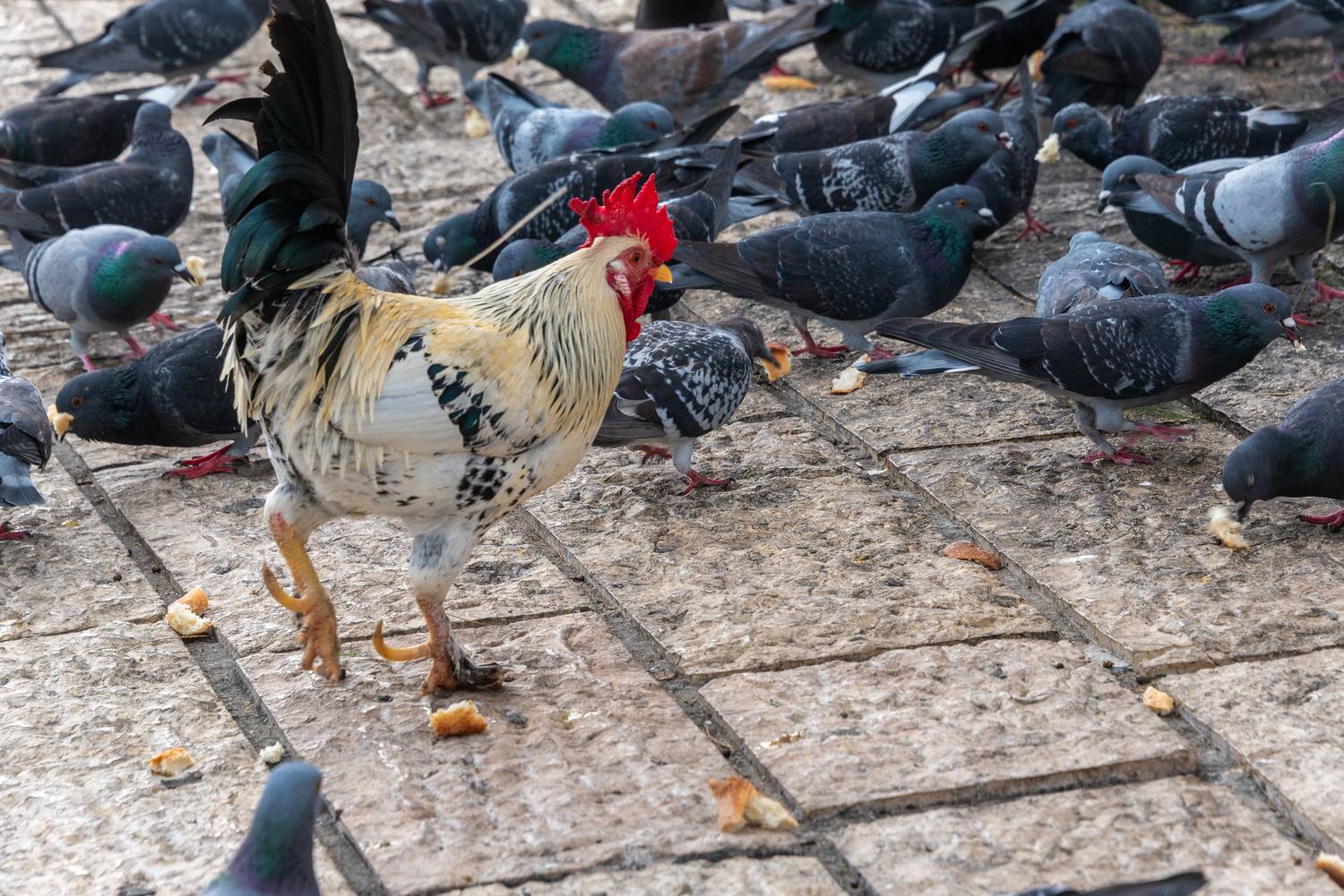 , Vladimir Bragilevsky