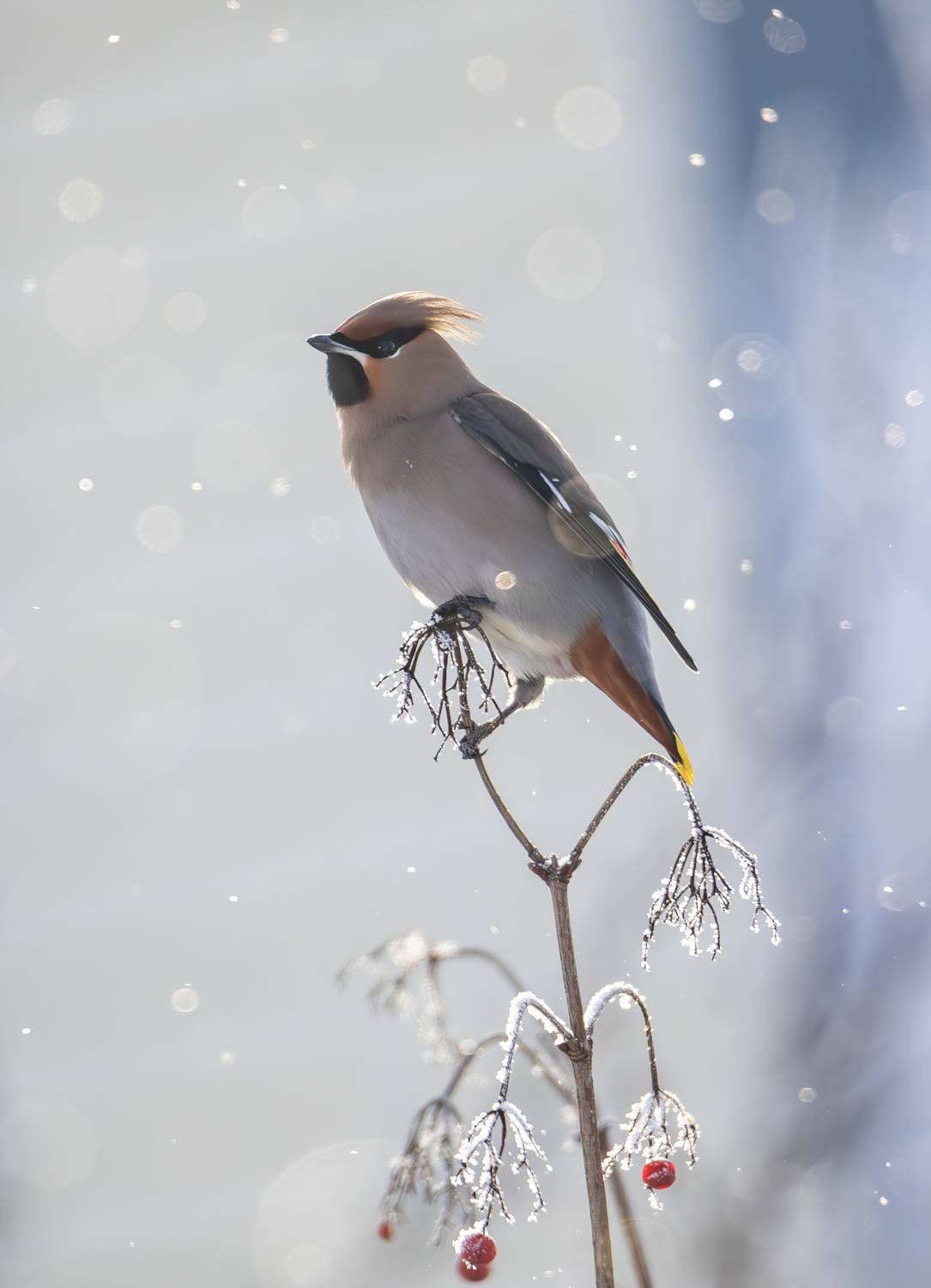 свиристель, свиристели, птицы, зима, иней, waxwing, birds, bird, nature, birdwatching, bird photography, Жгилёв Сергей