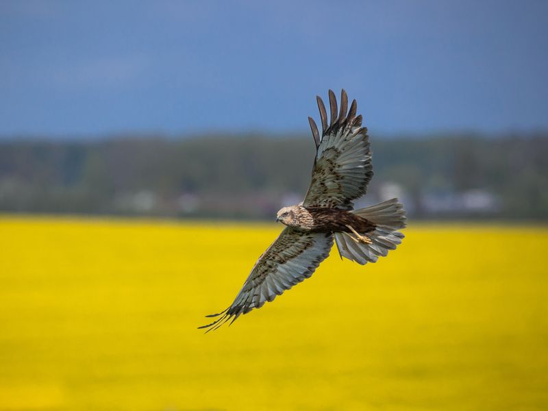 Болотный лунь на охоте фото превью