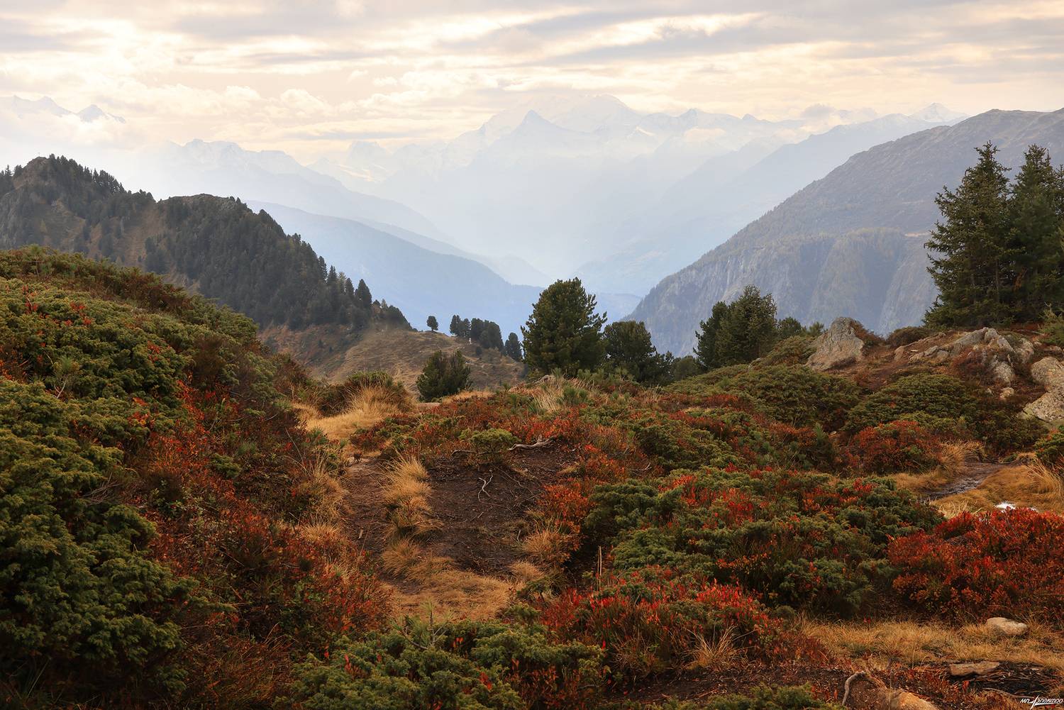 swiss, Матвеев Николай