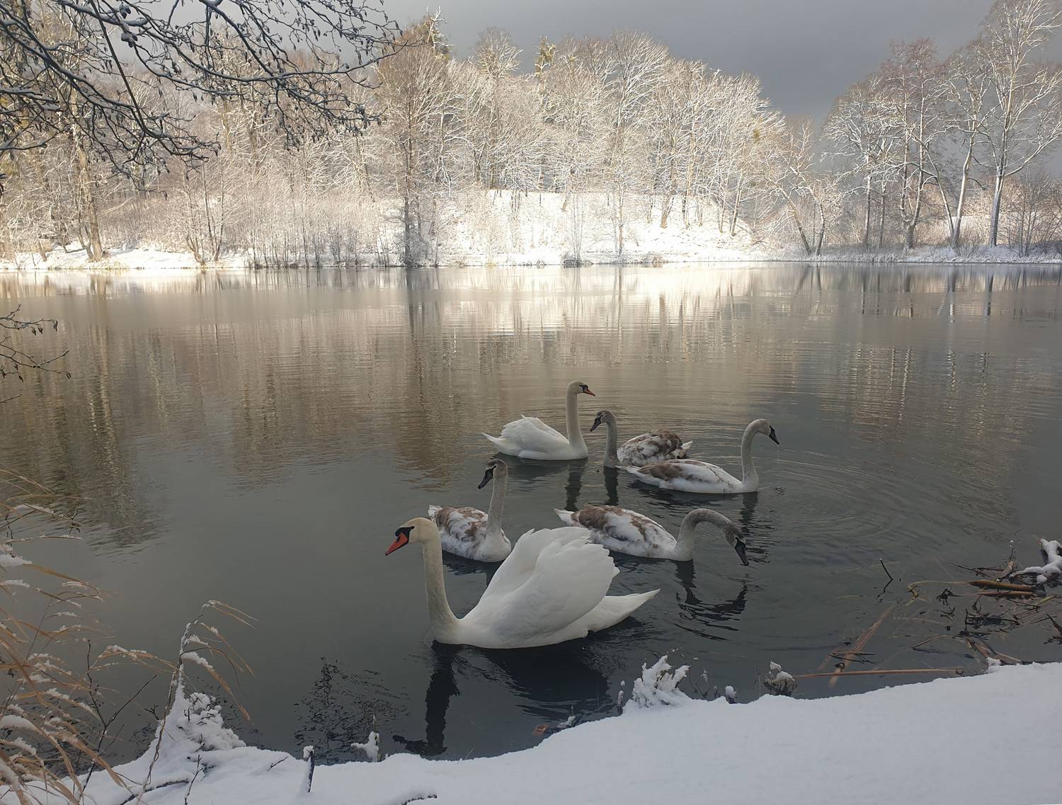 озеро, зима, лебеди, лебедь-шипун, лебедь, cygnus olor, mute swan, swan, lake, winter, Бондаренко Георгий
