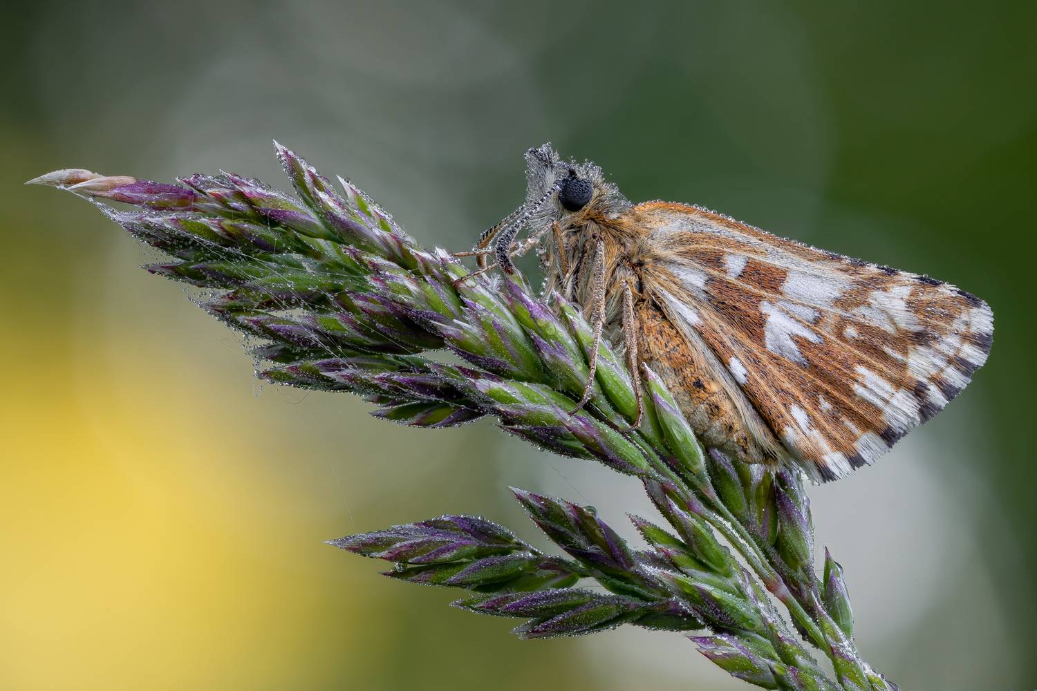 , Кузнецов Дмитрий