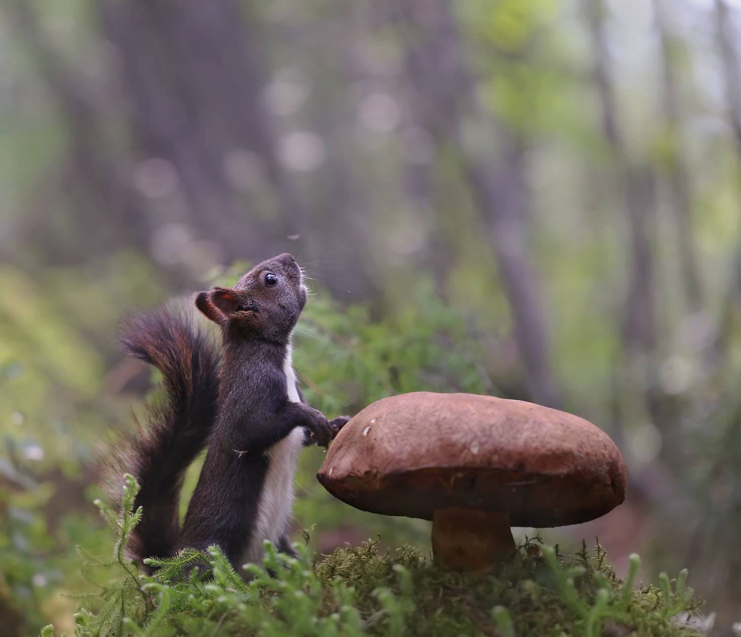 нерюнгри, белка, якутия, дикие_животные, евгениялевина, бурундукиибелкилевиной, женялевина, Евгения Левина
