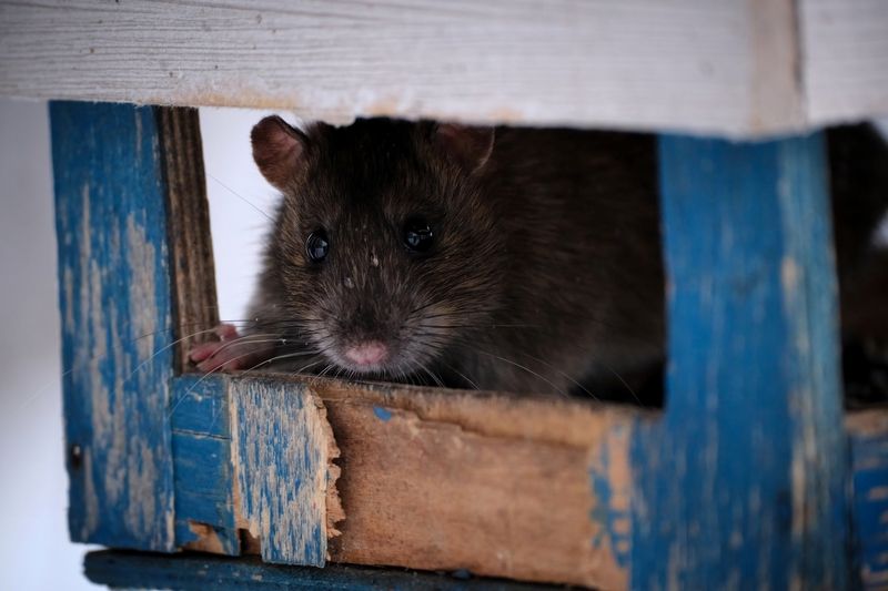 Кто в теремочке живёт? фото превью