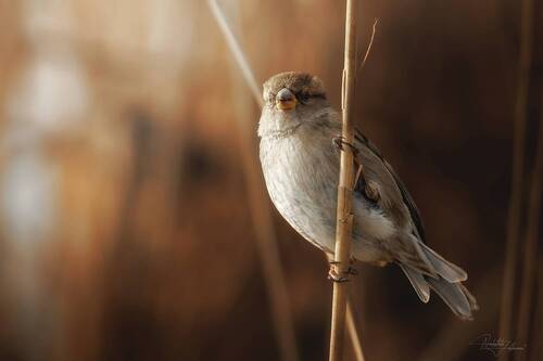 Малыши и камыши