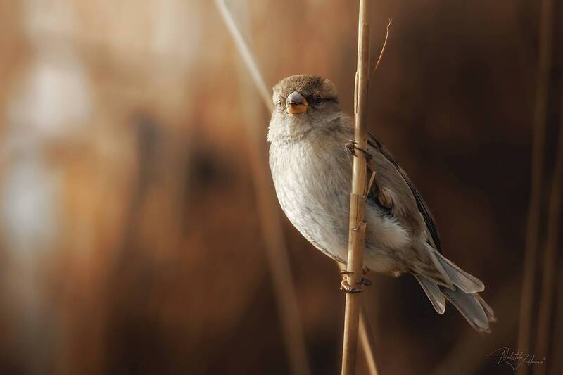 Малыши и камыши фото превью