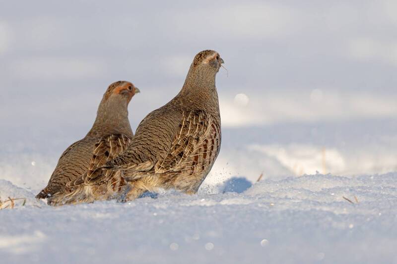 Убегающие куропатки фото превью