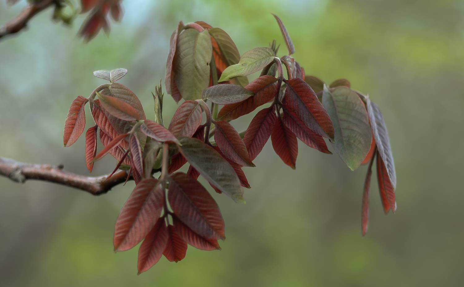 , Лысенко Сергей