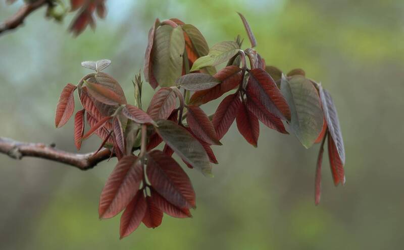 Молодые листья ореха. фото превью