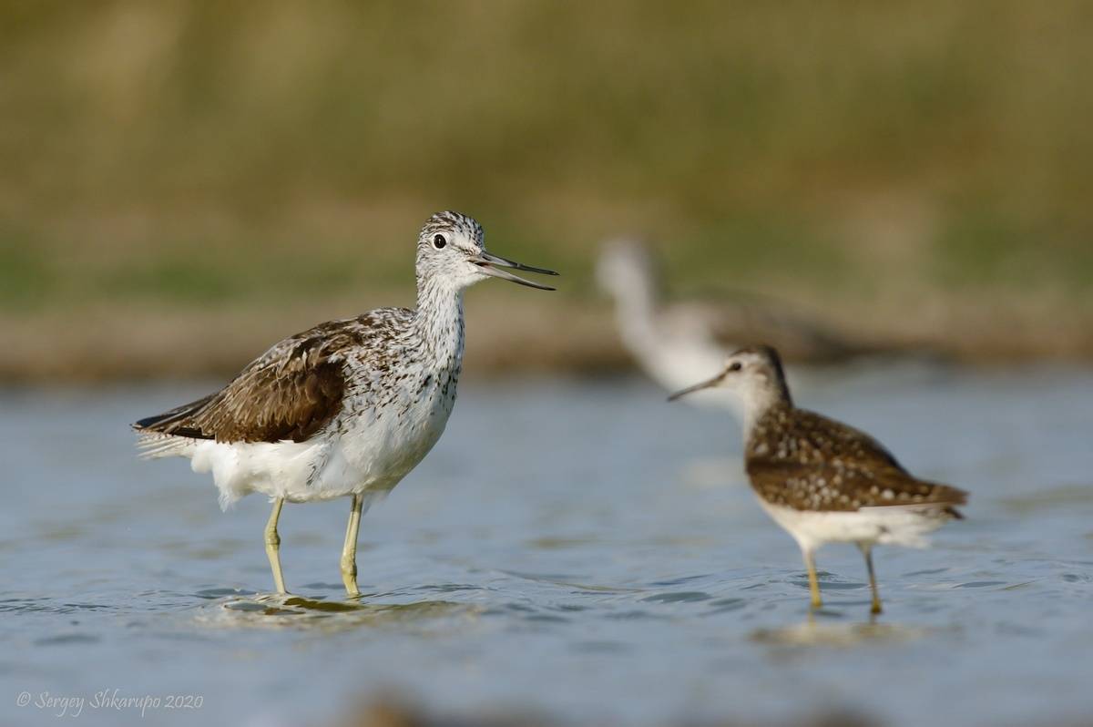 , Сергей Шкарупо