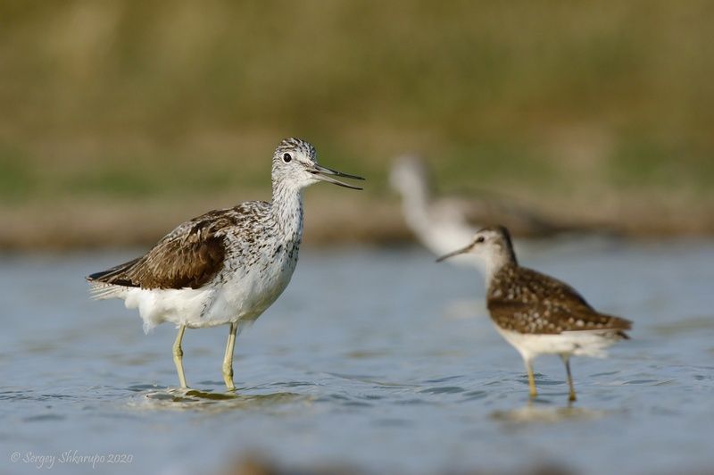 Разговор большого улита и фифи фото превью