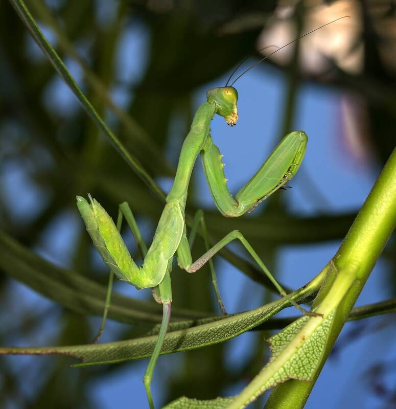 насекомые, богомол, хищник, молодой, нимфа, кипр, протарас Африканский богомол фото превью