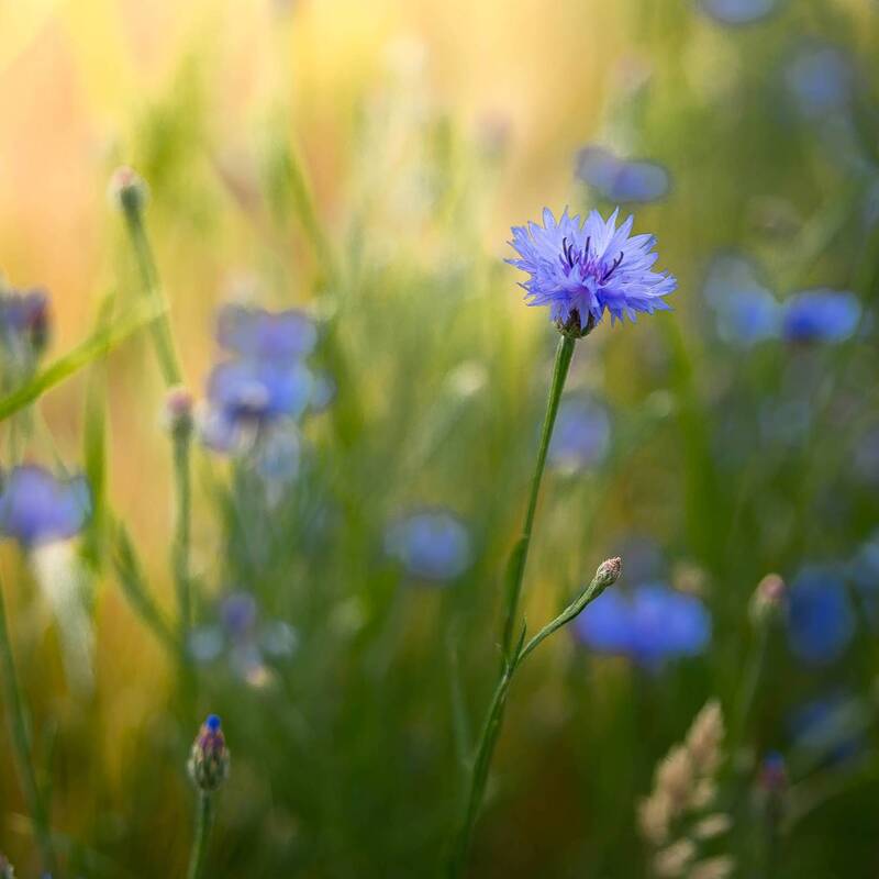 Э фото превью