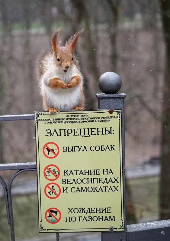 Страж порядка фото превью