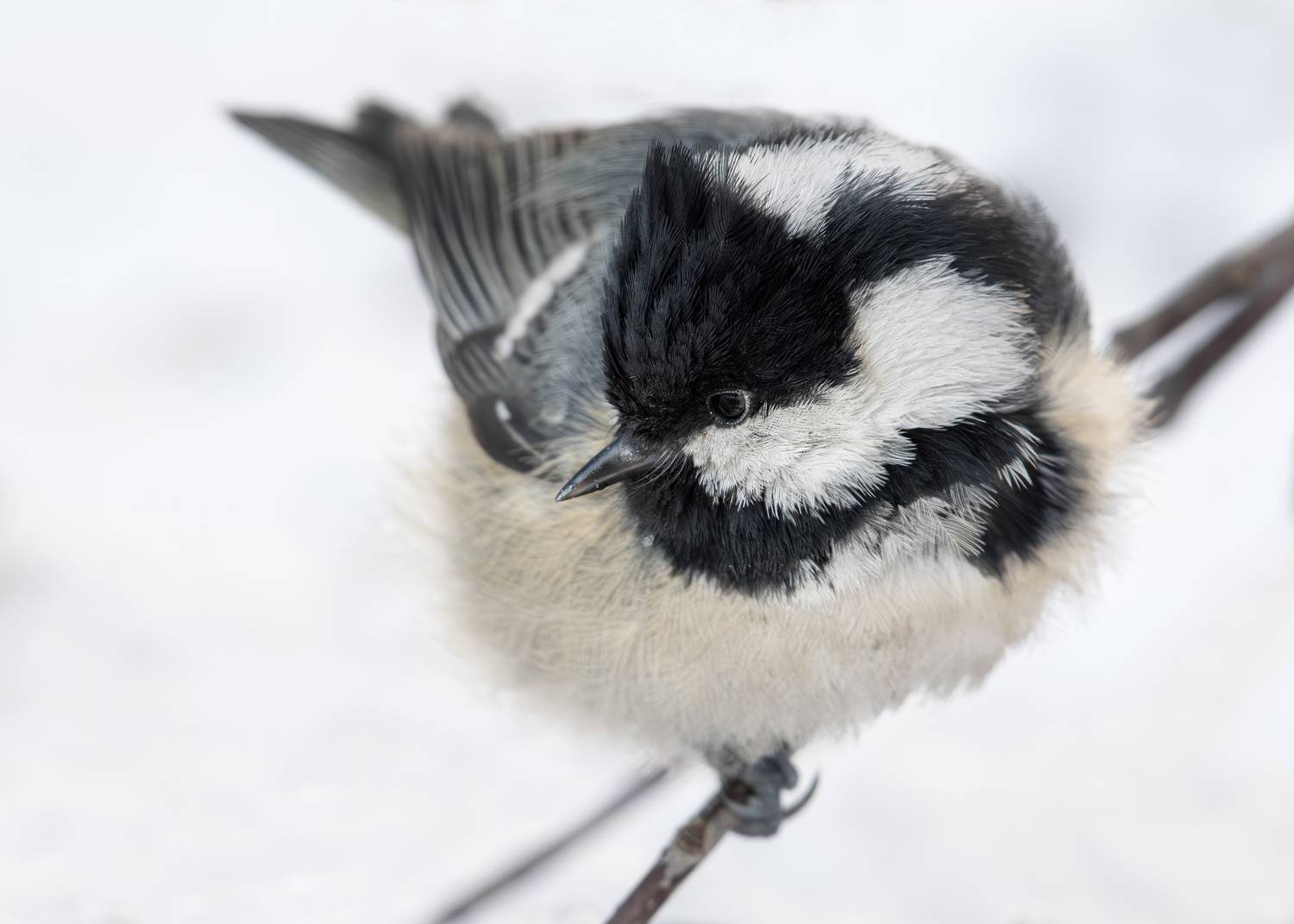 wildlife, birdwatching, nature, bird photography, птица, фотоохота, природа, московка, Полина Шальнева