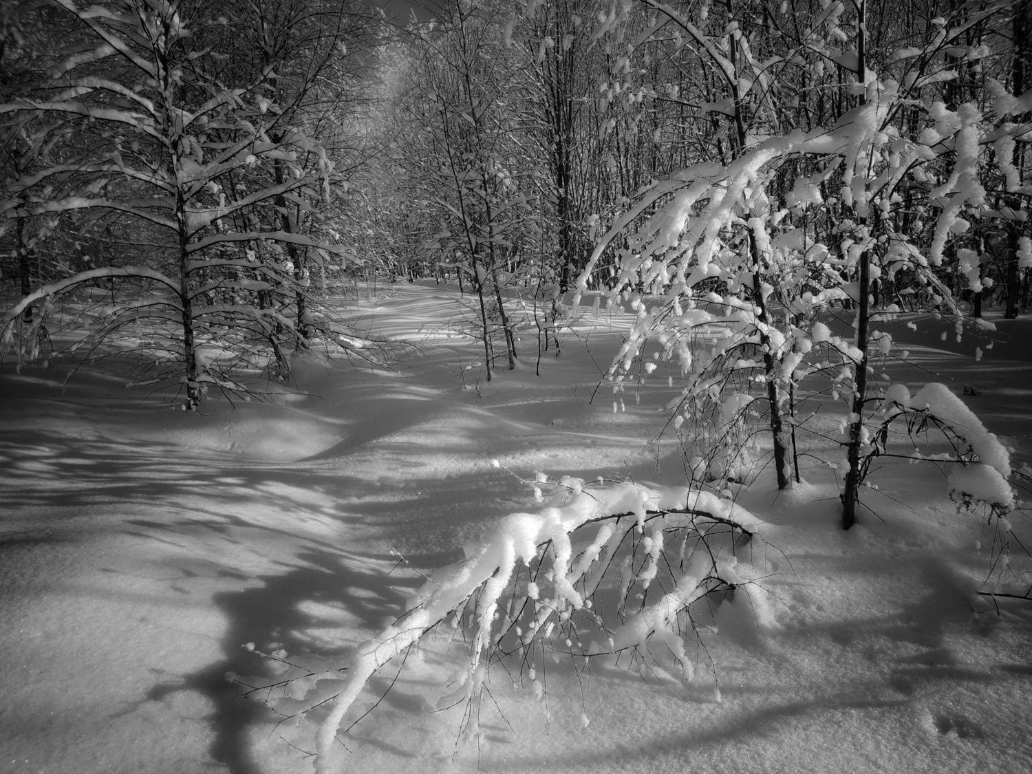 , Светлана Кондрашова