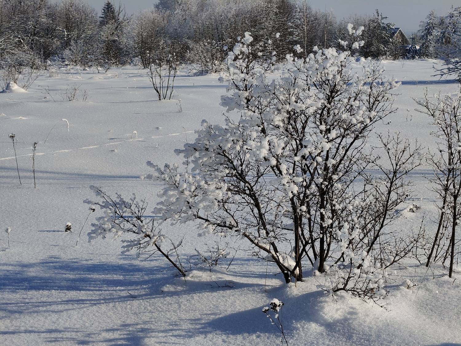 , Светлана Кондрашова