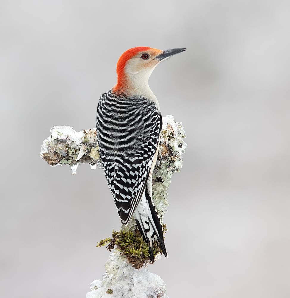 дятел, каролинский меланерпес, red-bellied woodpecker, woodpecker, зима, winter bird, птицы, snow, winter, cold, Etkind Elizabeth