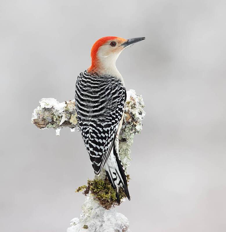 дятел, каролинский меланерпес, red-bellied woodpecker, woodpecker, зима, winter bird, птицы, snow, winter, cold Red-bellied Woodpecker, male -Каролинский меланерпес фото превью