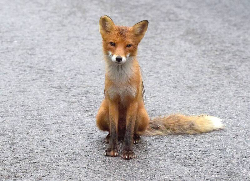 Дорожный попрошайка фото превью