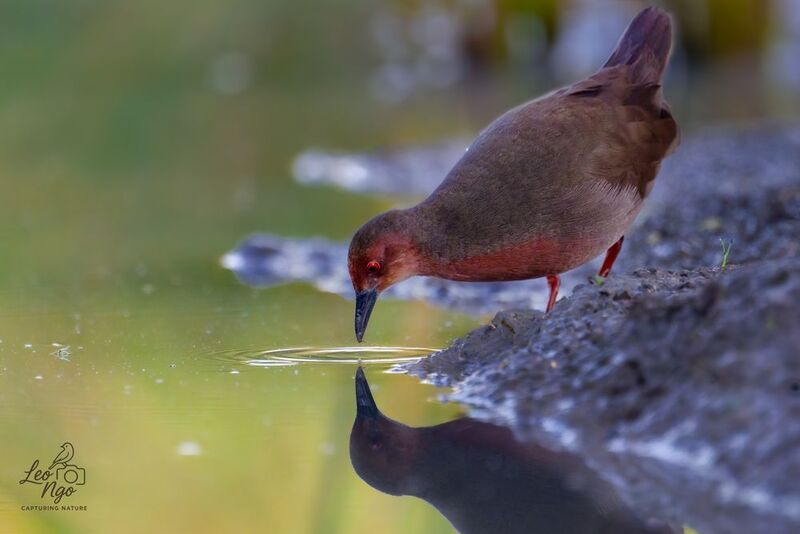 Ruddy-breasted Crake фото превью