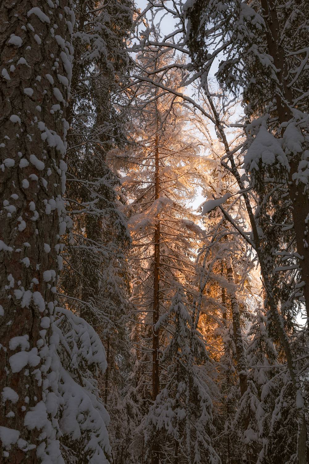 зима,лес, деревья, снег, река, ленинградская область,, Влад Рябинин