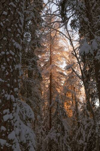 Укутанный снегом лес
