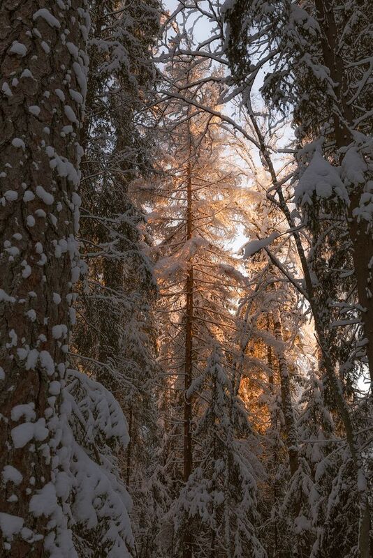 Укутанный снегом лес фото превью