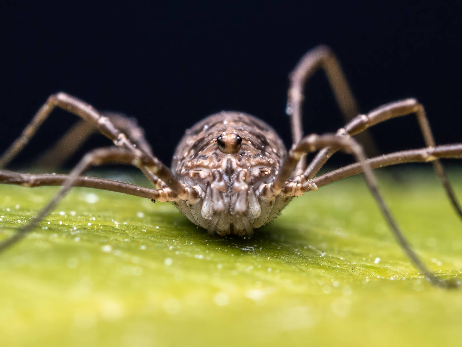 , Миша Усольцев