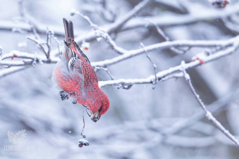 Щуры в морозный день. фото превью