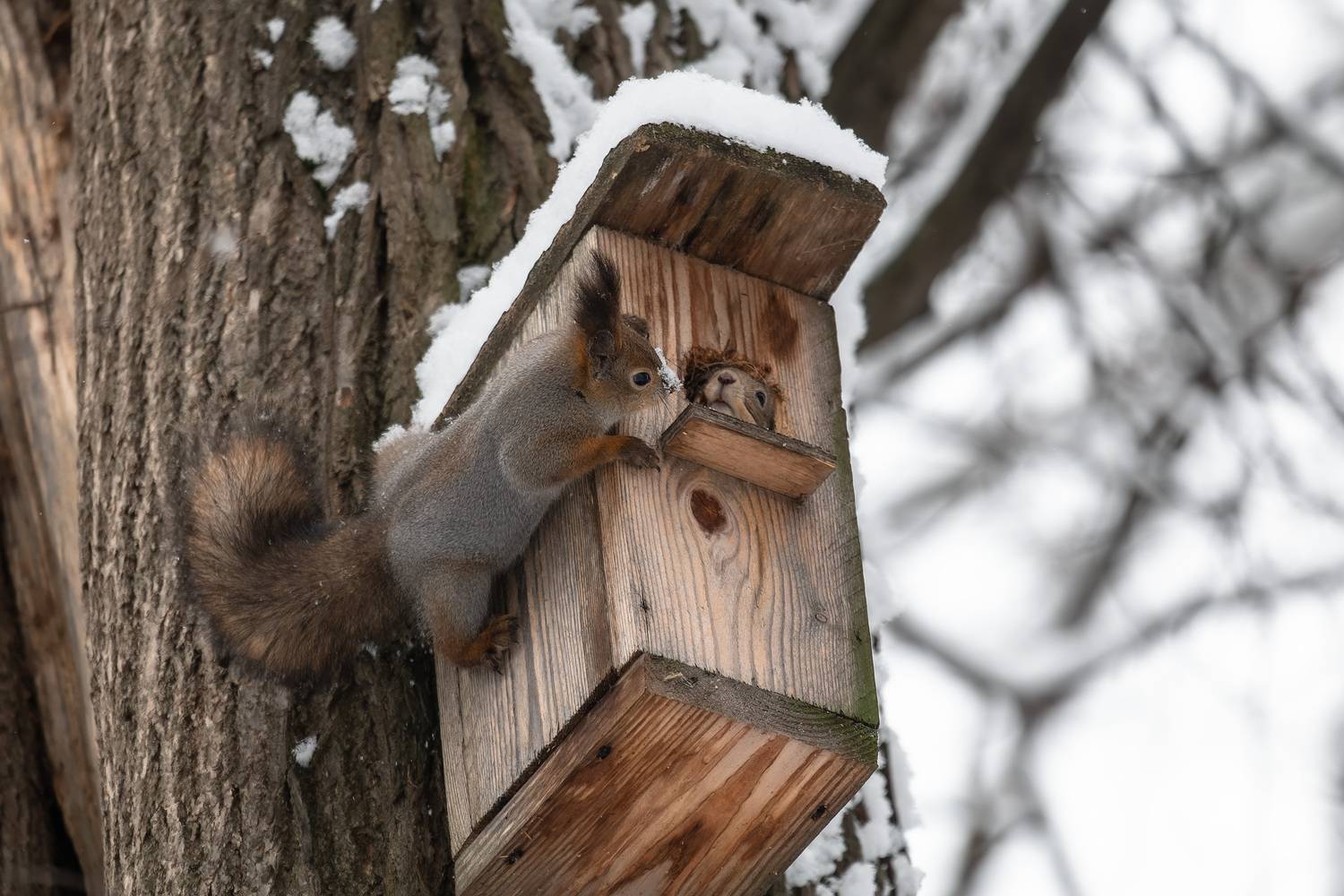 санкт-петербург, питер, природа, зима, природа России, Татьяна Кормашова