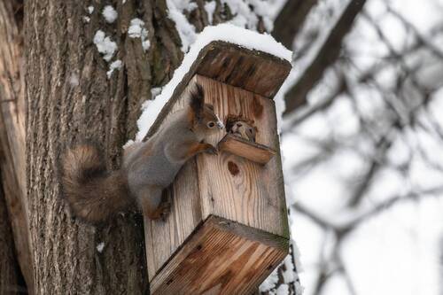 Тук-тук, кто в домике?