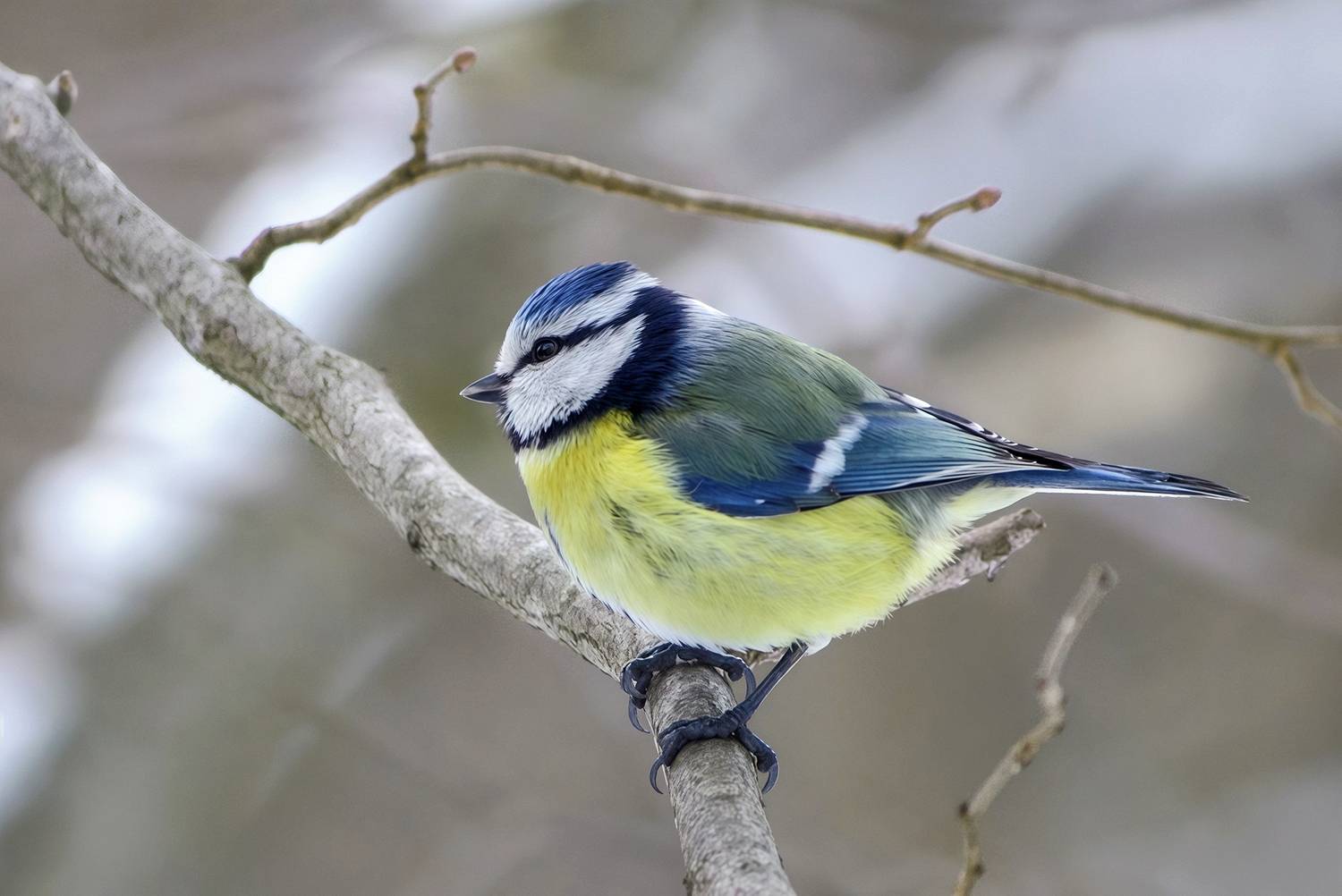 синица, обыкновенная лазоревка, зелёная лазоревка, лазоревка, синяя синица, cyanistes caeruleus, КарОл