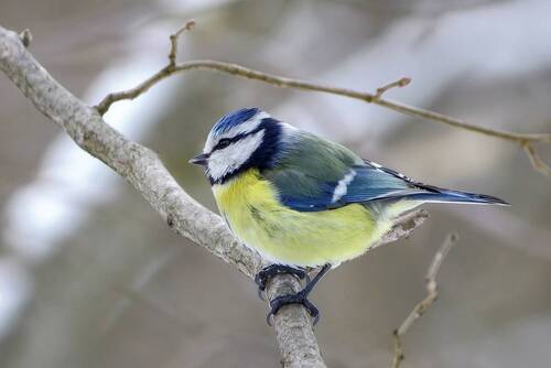 Синяя синица