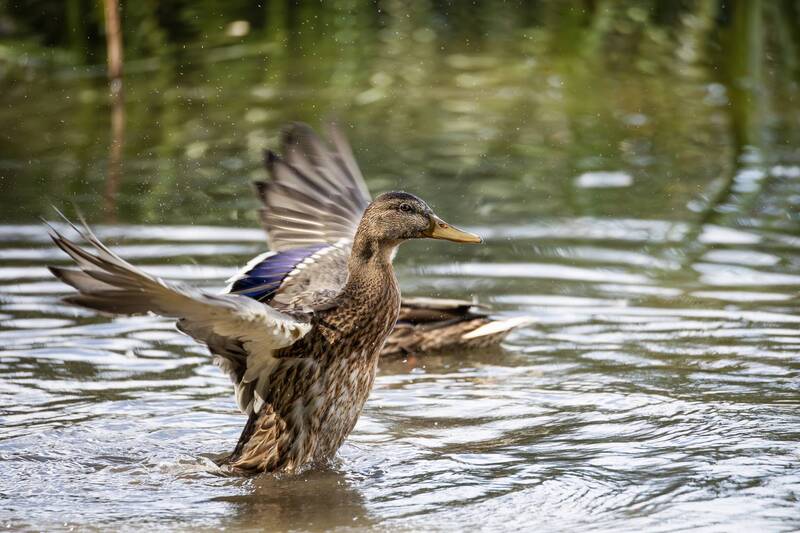 кряква,утка,утиные,птица,лето,природа,птицы,ducks,duck,nature, wildlife photography Кряква( Anas platyrhynchos). фото превью
