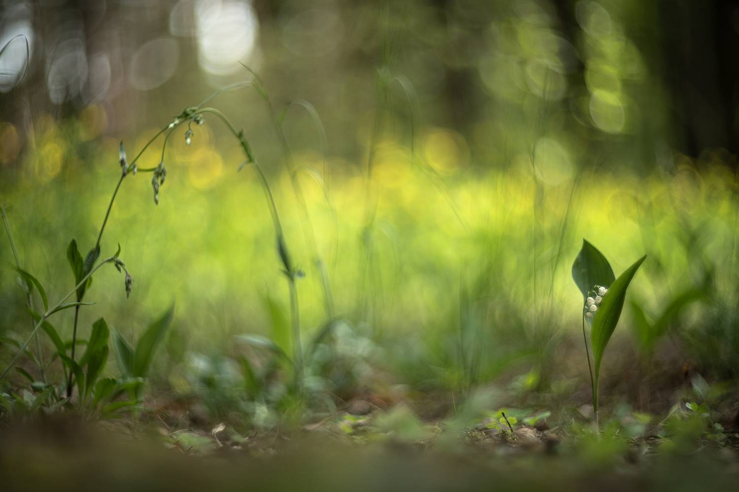 ландыши, весна, свет, лес, макро, природа, геннадий мещеряков, nikon d 850, гелиос-40-2 1,5/85 никон., Мещеряков Геннадий