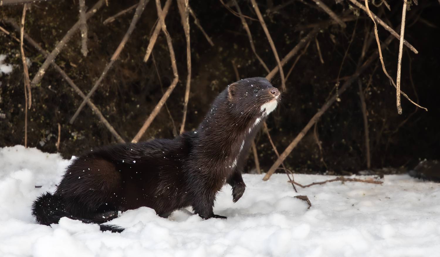 , Веревченко Михаил