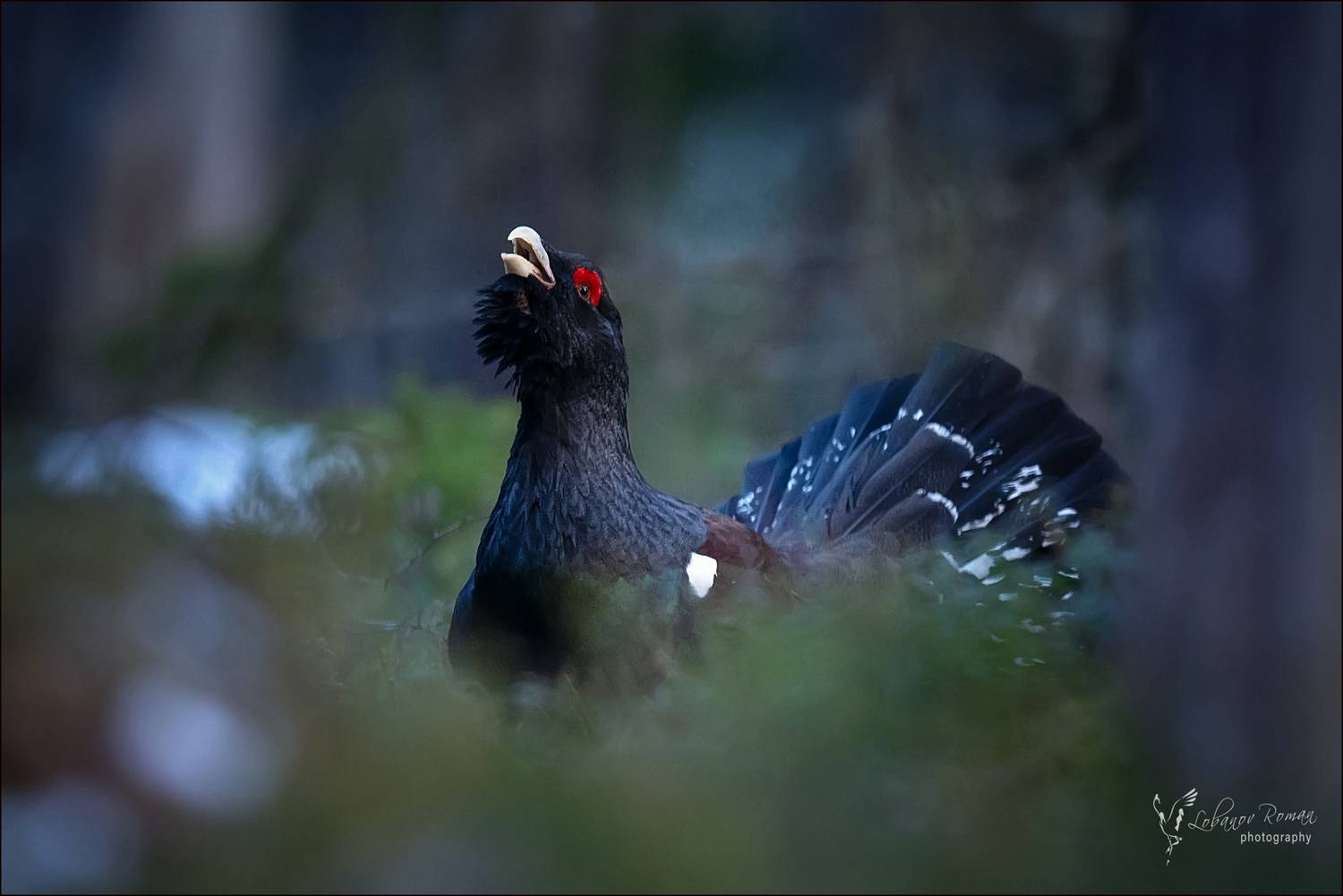 , Лобанов Роман