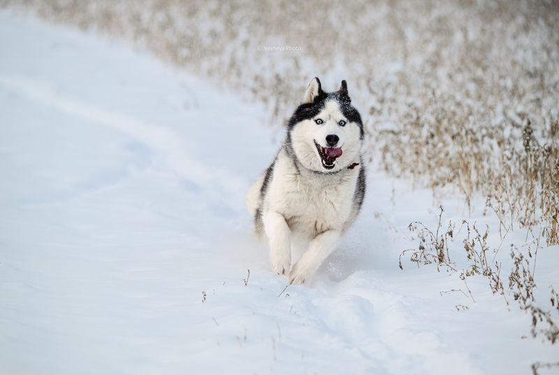 Хаски, собака Снежные скачки фото превью