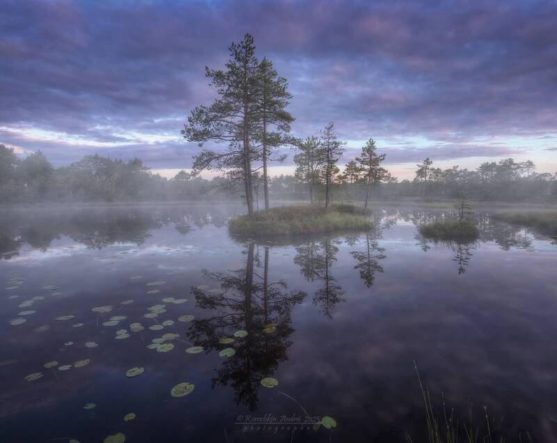 ... жизнь на болотах ... фото превью