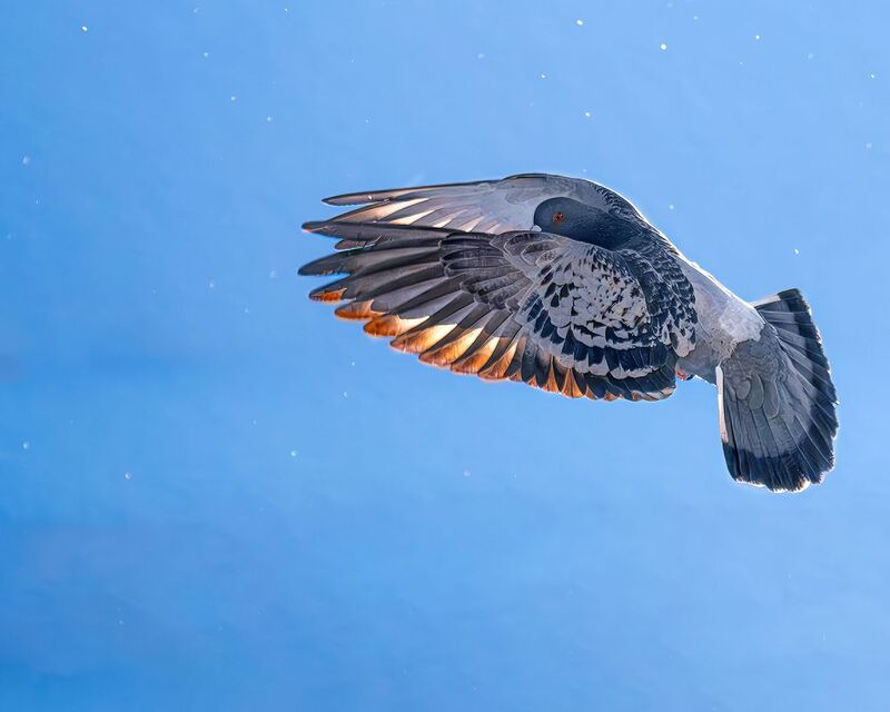 Некогда позировать — дела зовут! фото превью