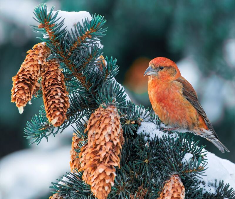 фото превью