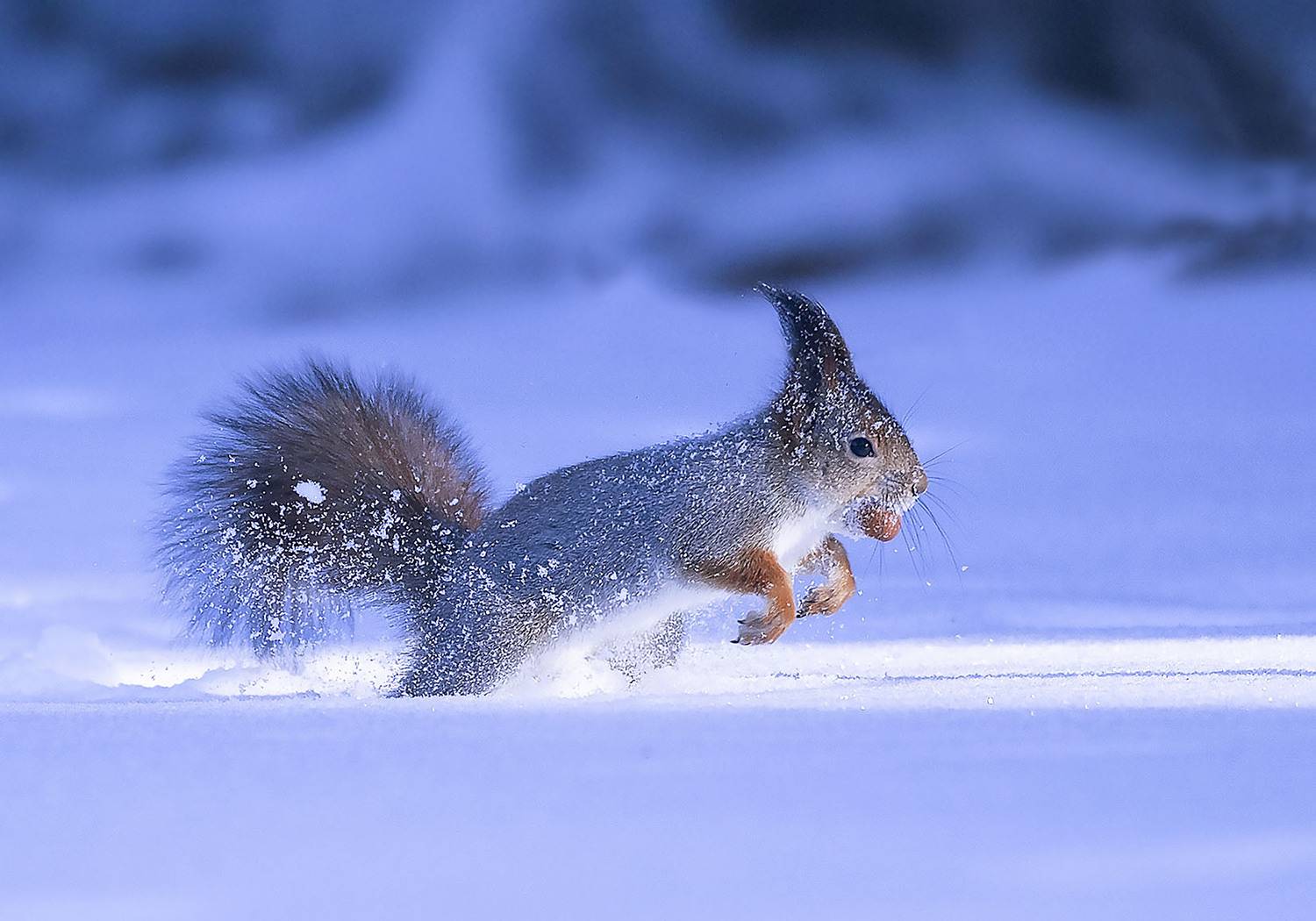 белка,орех,лес,природа, squirrel,nut, beautiful, forest, nature, Стукалова Юлия
