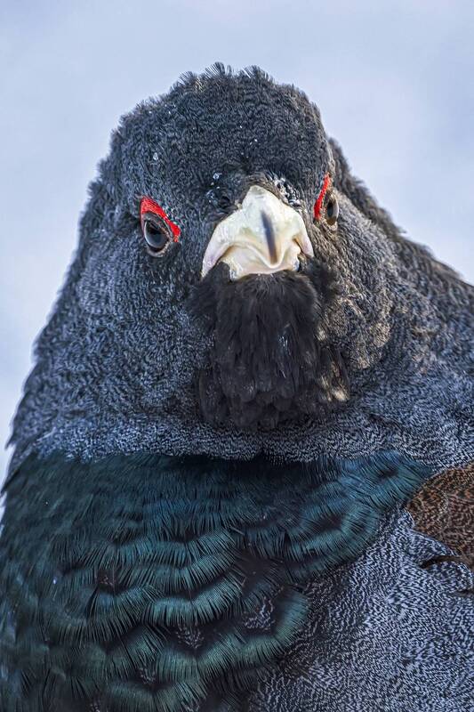 Мужской портрет фото превью