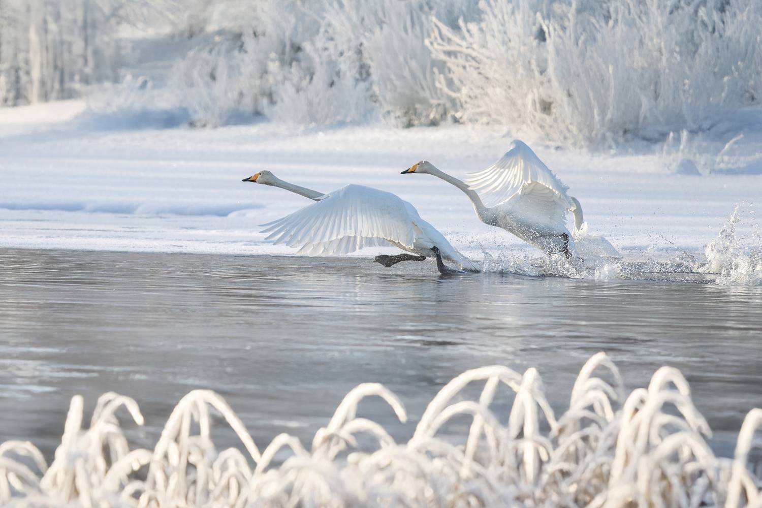 , Светлана Писарева