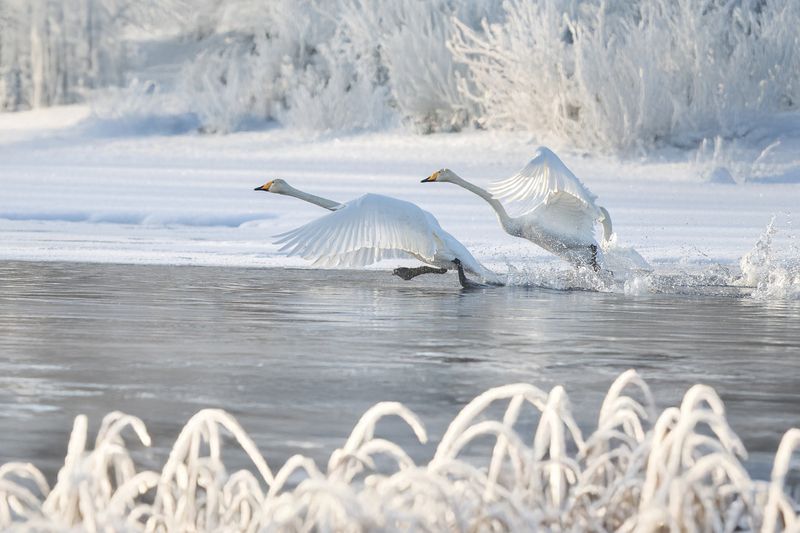 Лебеди в Приозерске фото превью