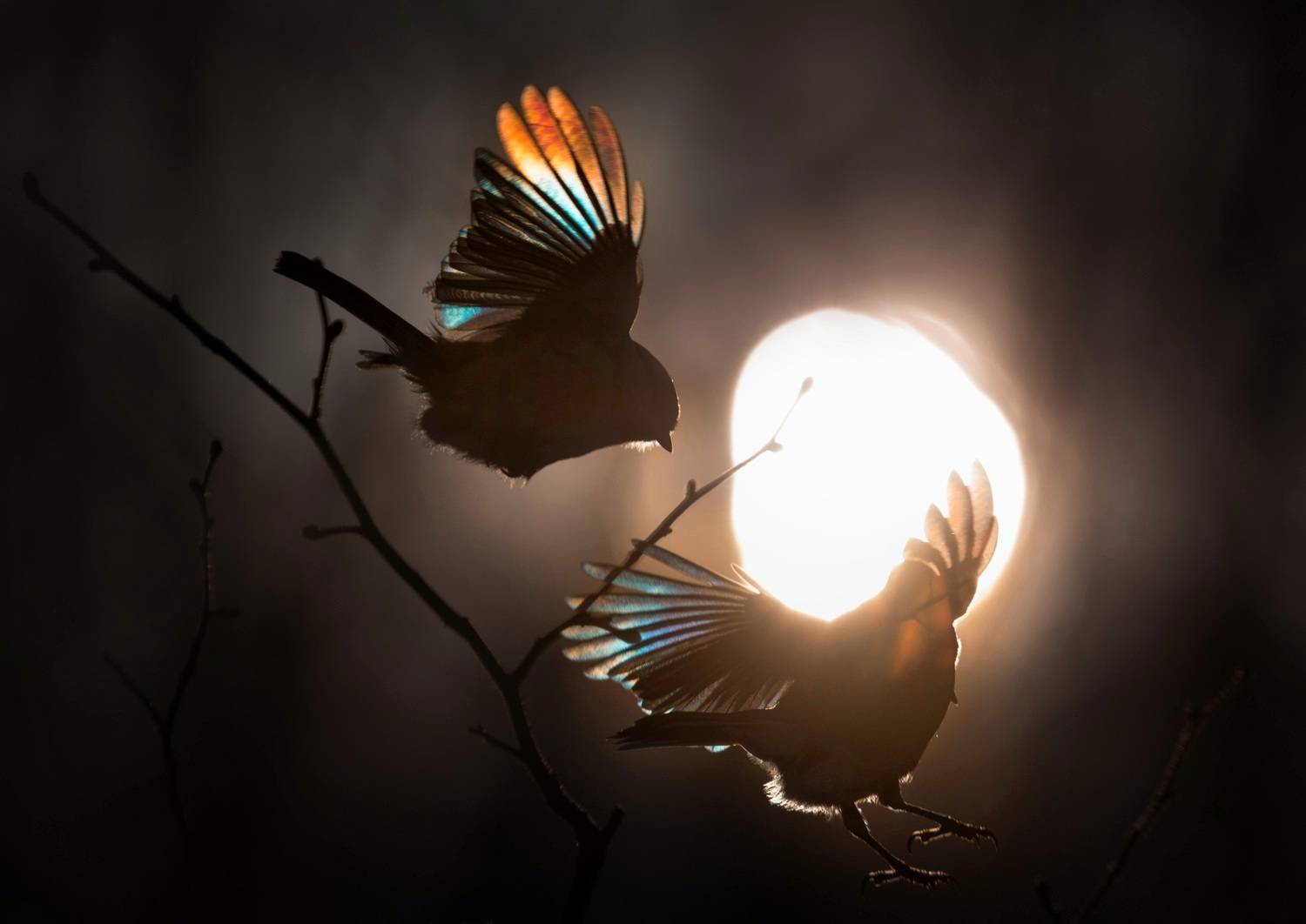 лес, свет, вечер, природа, синица, птицы, Баранов Олег