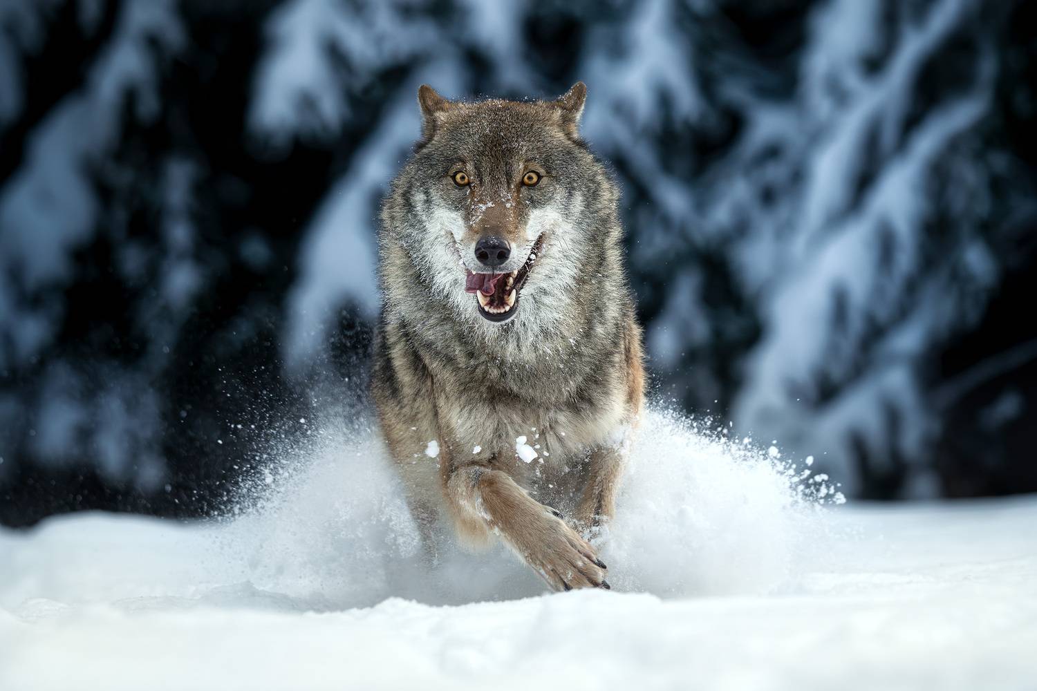 волк, природа, хищник, лес, зима, снег, фотоохота, wildlife, wolf, grey wolf, серый волк, движение, животные, Михаил Ездаков