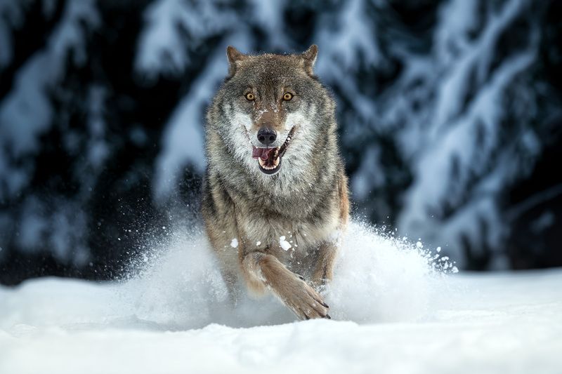 волк, природа, хищник, лес, зима, снег, фотоохота, wildlife, wolf, grey wolf, серый волк, движение, животные Беги в мои объятия! фото превью